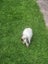 Purebred Baby Mini Lop Carousel 5