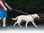 Retractable Dog Leash (Over Stocked) Carousel 4