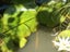 True Blue Egyptian Nile Lotus Nymphaea Caerulea 50 x Seeds Carousel 3