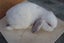 Pure Bred Mini Lop Babies Carousel 8