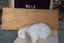 Pure Bred Mini Lop Babies Carousel 9