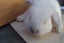 Pure Bred Mini Lop Babies Carousel 7