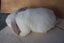 Pure Bred Mini Lop Babies Carousel 6