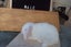 Pure Bred Mini Lop Babies Carousel 10