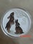 Lunar Rabbit 1 Oz colour coin - Perth Mint Carousel 1