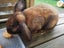 Mini Loop Bunny Looking for New Home Carousel 1