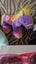 Bulk Toys / Baby Play Crib Cot Carousel 18