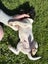 Purebred Miniature Fox Terrier Puppy Carousel 4