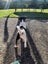 Purebred Miniature Fox Terrier Puppy Carousel 3