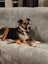 Trixie (Ellies Canine Rescue & Rehome) Carousel 3