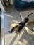 Trixie (Ellies Canine Rescue & Rehome) Carousel 5