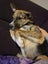 Trixie (Ellies Canine Rescue & Rehome) Carousel 1