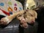 Oski (Ellie's Canine Rescue & Rehome) Carousel 3