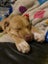 Oski (Ellie's Canine Rescue & Rehome) Carousel 4