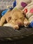 Oski (Ellie's Canine Rescue & Rehome) Carousel 2