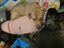 Oski (Ellie's Canine Rescue & Rehome) Carousel 6