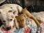 Oski (Ellie's Canine Rescue & Rehome) Carousel 7