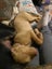 Oski (Ellie's Canine Rescue & Rehome) Carousel 8