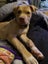 Oski (Ellie's Canine Rescue & Rehome) Carousel 5