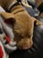 Oski (Ellie's Canine Rescue & Rehome) Carousel 9