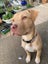 Oski (Ellie's Canine Rescue & Rehome) Carousel 11