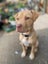 Oski (Ellie's Canine Rescue & Rehome) Carousel 1
