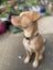Oski (Ellie's Canine Rescue & Rehome) Carousel 12