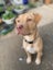 Oski (Ellie's Canine Rescue & Rehome) Carousel 13