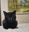 Thorin - beautiful black boy available for adoption. Carousel 2