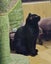 Thorin - beautiful black boy available for adoption. Carousel 5