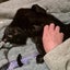Thorin - beautiful black boy available for adoption. Carousel 1