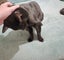 Thorin - beautiful black boy available for adoption. Carousel 6