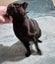 Thorin - beautiful black boy available for adoption. Carousel 7