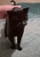 Thorin - beautiful black boy available for adoption. Carousel 8
