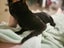 Thorin - beautiful black boy available for adoption. Carousel 11