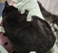 Thorin - beautiful black boy available for adoption. Carousel 16
