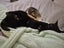 Thorin - beautiful black boy available for adoption. Carousel 12