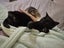 Thorin - beautiful black boy available for adoption. Carousel 13