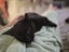 Thorin - beautiful black boy available for adoption. Carousel 15