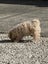 Maltese x poodle male puppy Carousel 3