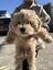 Maltese x poodle male puppy Carousel 4