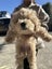 Maltese x poodle male puppy Carousel 5