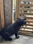 Rottweiler and Bully Mastiff puppies Carousel 5