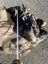 1000 kg Small Ancient Kauri Stump Root Log – Natural Art / Collector’s Piece Carousel 4