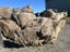1000 kg Small Ancient Kauri Stump Root Log – Natural Art / Collector’s Piece Carousel 5