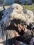 1000 kg Small Ancient Kauri Stump Root Log – Natural Art / Collector’s Piece Carousel 11