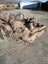 1000 kg Small Ancient Kauri Stump Root Log – Natural Art / Collector’s Piece Carousel 3