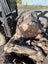 1000 kg Small Ancient Kauri Stump Root Log – Natural Art / Collector’s Piece Carousel 10