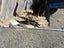 1000 kg Small Ancient Kauri Stump Root Log – Natural Art / Collector’s Piece Carousel 14