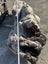 1000 kg Small Ancient Kauri Stump Root Log – Natural Art / Collector’s Piece Carousel 12